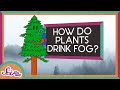 Redwood Trees and Their Unique Adaptations