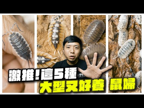 鼠婦物種大推薦！特選5種 體型大、顏色變化多、好上手的鼠婦｜【臺灣蟻窟】