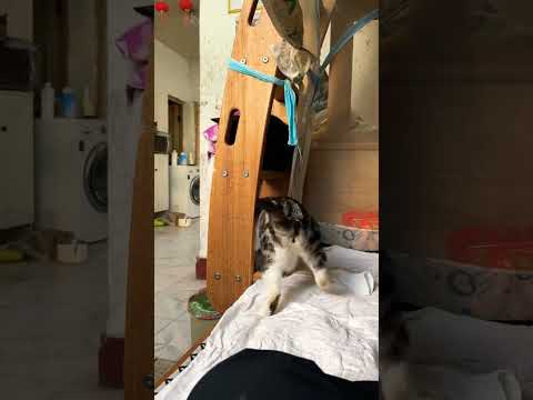 Funniest Mom Cat Ever: Throws Her Kitten in the Bin Like a Boss #WholesomePet #UnexpectedLOL #shorts