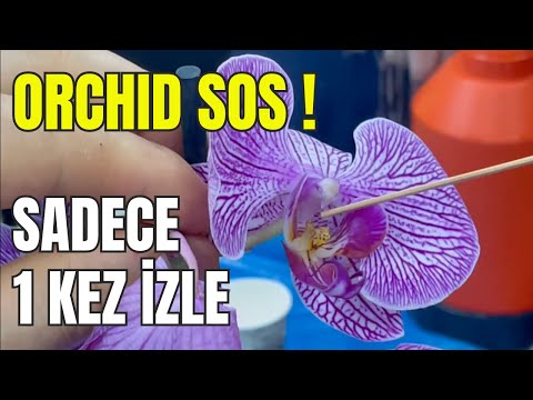 Sadece 1 Kez İzle, Orkide Uzmanı Ol ! (Ziraat Mühendisinden UygulamalıTüm Bilgiler ) #orkidebakımı
