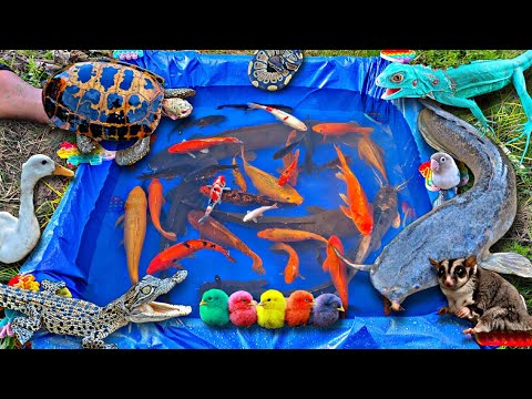 Mancing ikan lele besar di kolam, kura-kura, ikan hias, ikan koi, ikan cupang, buaya, ayam.part630
