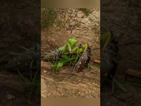 "Double Trouble: Mantis Takes Down Two Giant Beetles!"
