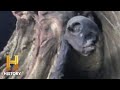 Uncovering Unusual Creature Discoveries