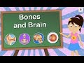 Exploring the Skeletal System and Brain Functions