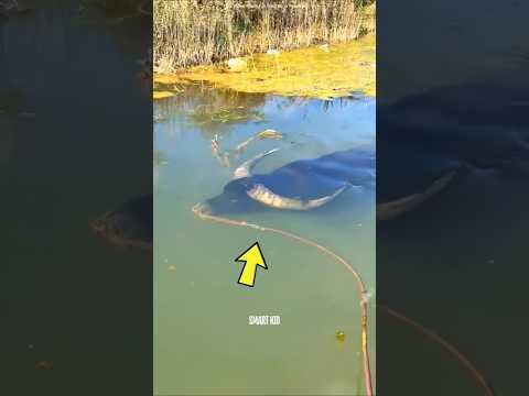Buffalo Swimming Underwater
