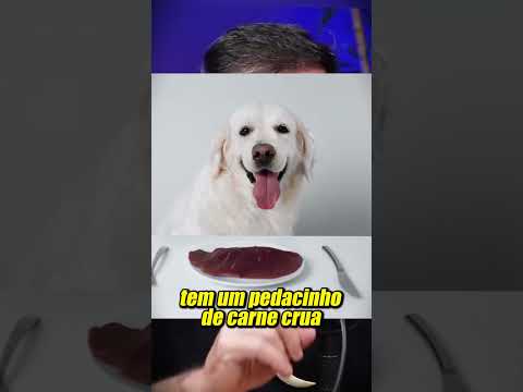 A CULPA NÃO É DO SEU CACHORRO POR ROUBAR COMIDA