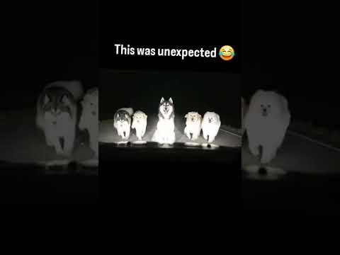 #trending #viralvideo #viral #memes