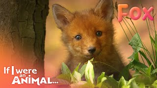 If I were an Animal - THE FOX | Full Episode 04 | Wild Animal World