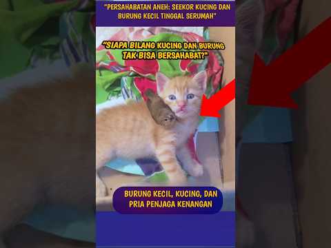 Siapa Bilang Kucing dan Burung Tak Bisa Bersahabat? #shorts