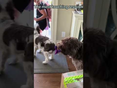 The most touching reunion