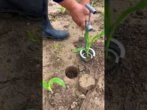The Secret to Perfect Transplanting Without Damaging Roots! | A Genius Gardening Tool