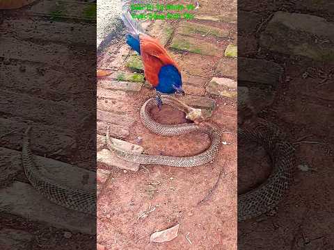 #nature #рысь cuộc c hiến bìm bịp và rắn hổ mang 0021#birds #cobra #viralvideo #shorts #funny #love