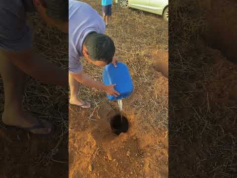 #vidanaroça Hoje nós tá tentando tirar o tatu do buraco