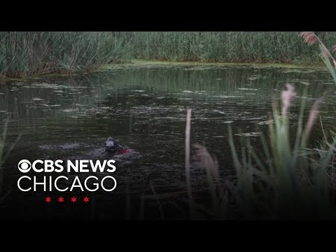 YouTube video thumbnail: Fully Submerged Car Pulled From Pond in Cary, Illinois