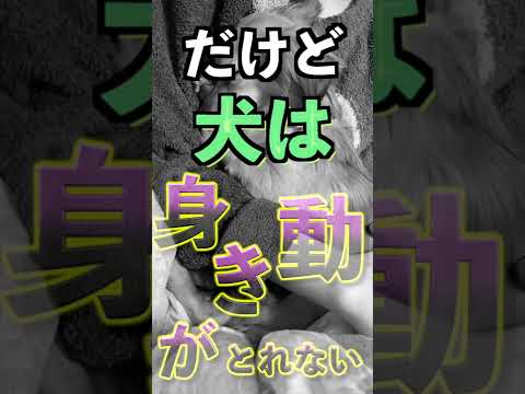 人間には最高、でも犬には最低な行動 #shorts