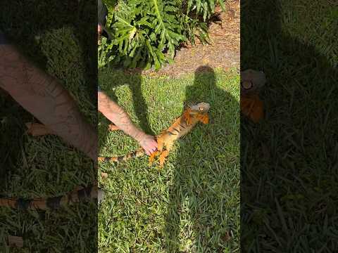 Iguana Flops Like An NBA Player…