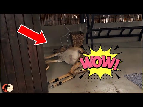 Leopard Drags Impala INSIDE GUEST ROOM!!!