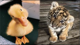 AWW Animals SOO Cute! Cute baby animals Videos Compilation cute moment of the animals #29 2025