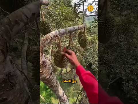 لماذا يُشعلون النار في الأكياس لالتقاط الفاكهة؟!