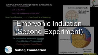 Embryonic Induction (Second Experiment)
