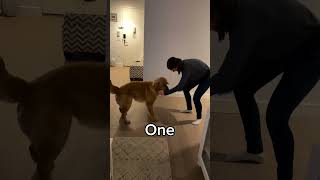 Our Golden Retriever Turned 6 Years Old!