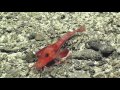 Exploration of the Marianas Trench