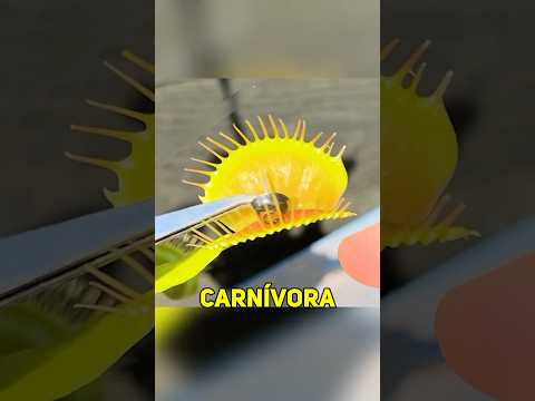 una PLANTA CARNÍVORA se COMERÁ una CHINCHETA? 📌