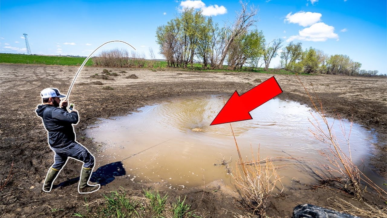 Catching GIANT Fish in TINY PUDDLE (CATCH CLEAN COOK)