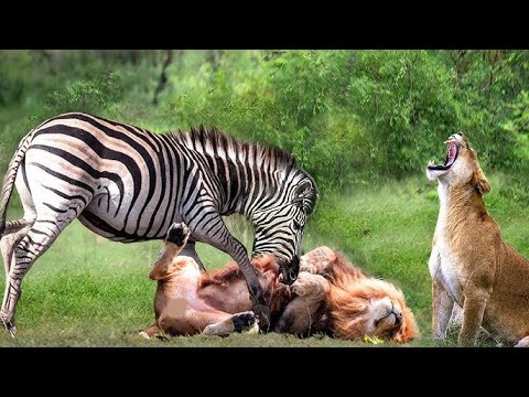 No Kidding - Zebra's Move Leaves Lion Terrified -The Zebra Knocked out The Lion