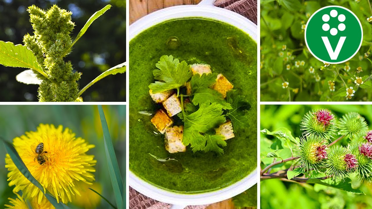 Не можете избавиться от сорняков - съешьте их! Ну очень вкусные и полезные сорняки
