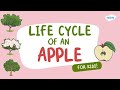 Apple Life Cycle and Growth
