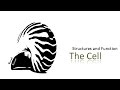 Cell Structure and Function Concepts