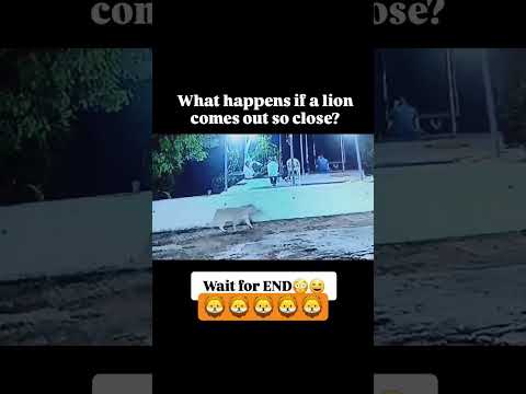 What happens if a lion come out so close? #gir #lion #lionsroar#shortsfeed #short #shorts #yt
