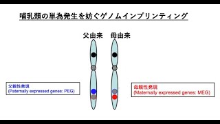 哺乳類の単為発生を妨ぐゲノムインプリンティング