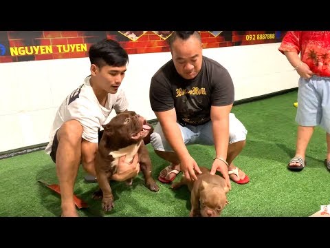 Bully Giá 2 Tỷ Rưỡi | Hiếu Hiền Đến Nhà Tuyến Đại Gia ở Biên Hoà