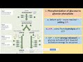 Cellular Respiration and Glycolysis Concepts