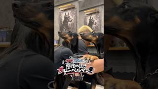 同じことをしてもパパとママでは態度の違うドーベルマン