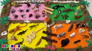 Animales Según Su Desplazamiento 🐌🐧🐬 Videos Educativos Para Niños ✨ Mimonona Stories