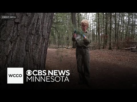 YouTube video thumbnail: How Scientists Are Using Pine Needles to Learn More About PFAS