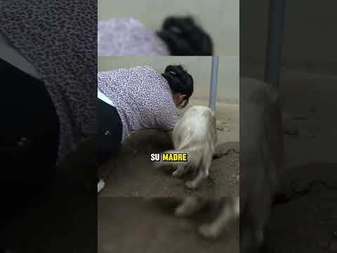 La Madre perro no quiso salir de su madriguera #perro #animales #animaleshermosos #shorts #dog #cat