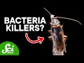 Antibiotics and Immune Responses