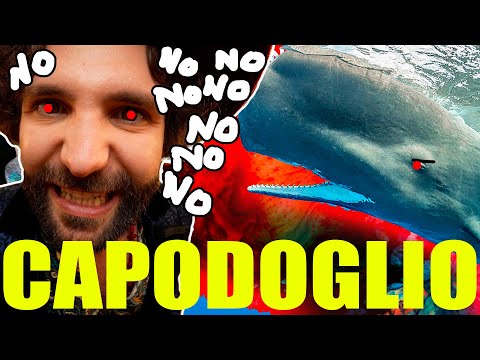 Quello che NON volevi sapere sul CAPODOGLIO - SCIENZA BRUTTA