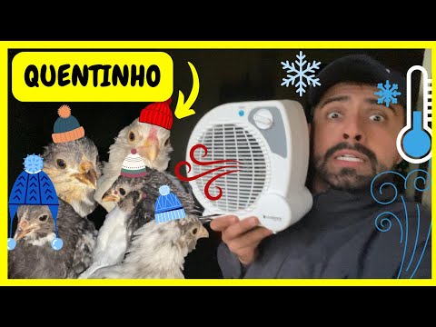 Proteção para Meus Animais do Frio - Instalei Aquecedor para Meus Pintinhos | Gutejando