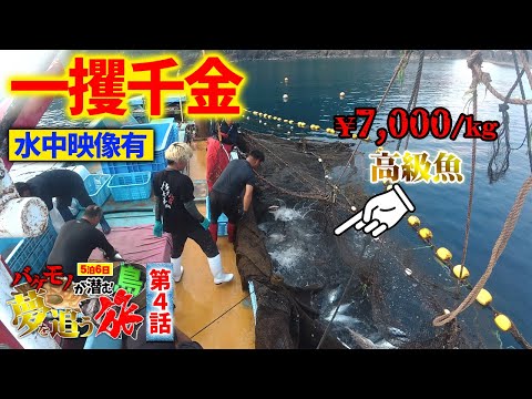 【貴重映像】漁師目線の水中世界‼️高級魚だらけの定置網漁が凄まじかった‼️