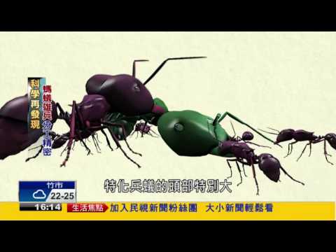科學再發現 螞蟻雄兵分工精密－民視新聞 - YouTube(2分02秒)