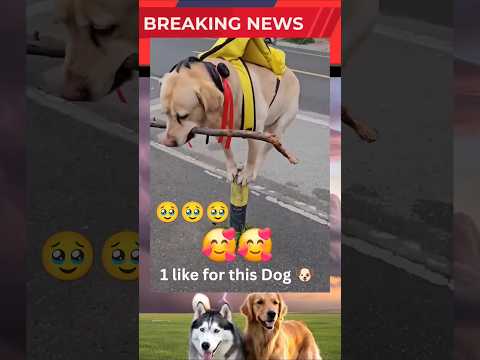 LOVE YOURSELF ❤️|MEUTON|CUTE DOG|DOG VIDEO #dog #pets #cute #pets #petlover #dogshorts #dogs#doglife