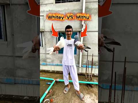হুয়াইটি VS মিঠু! কে জিতবে? 🕊️🤔 #kabutar #কবুতর #birds #competition #viralvideo #shorts #trending
