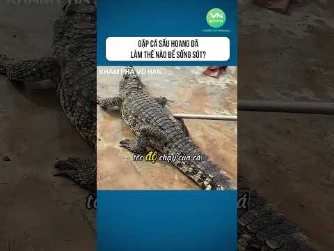 Gặp Cá Sấu Hoang Dã: Làm Thế Nào Để Sống Sót? #shorts #khamphavohan