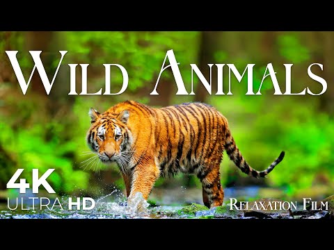 Wild Animals (4K Ultra HD) - Relaxation Film - Peaceful Relaxing Music