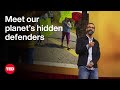 Environmental Conflicts and Indigenous Rights